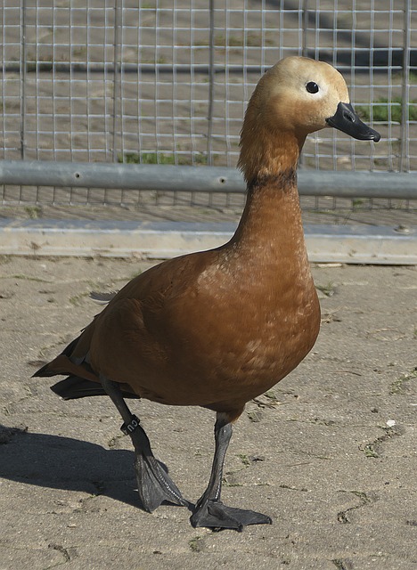 兴之路