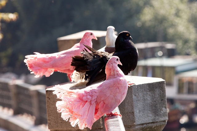 提高免疫力 提高免疫力