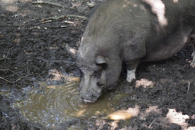 将成为其他 将成为其他